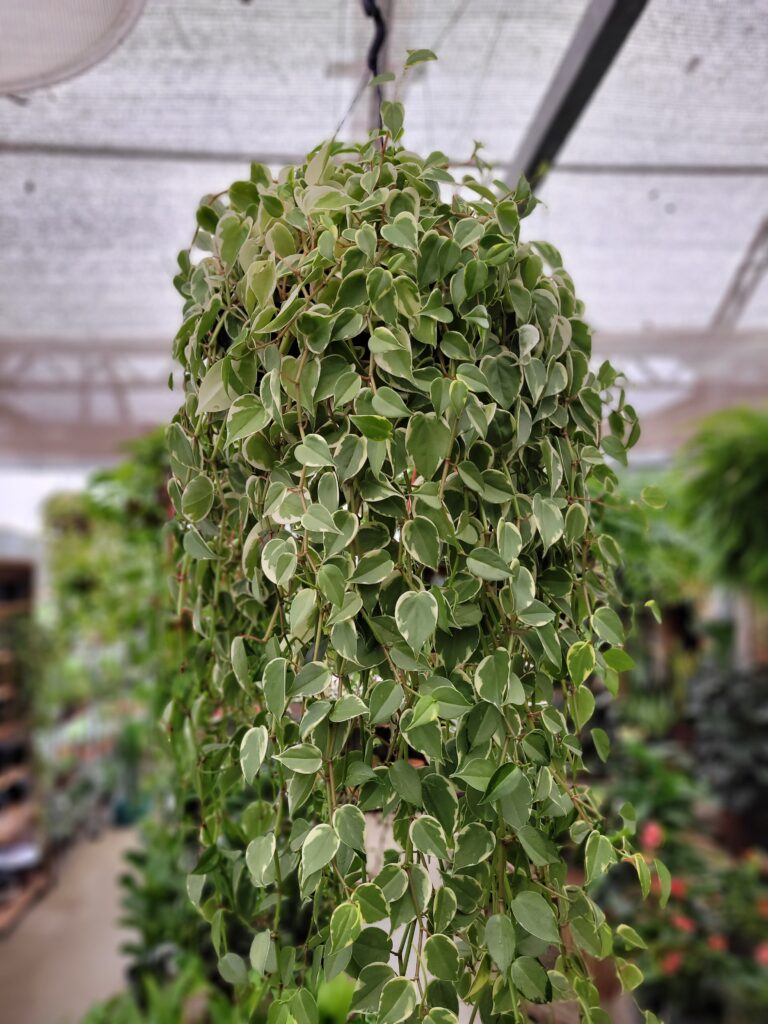 Peperômia Scandens