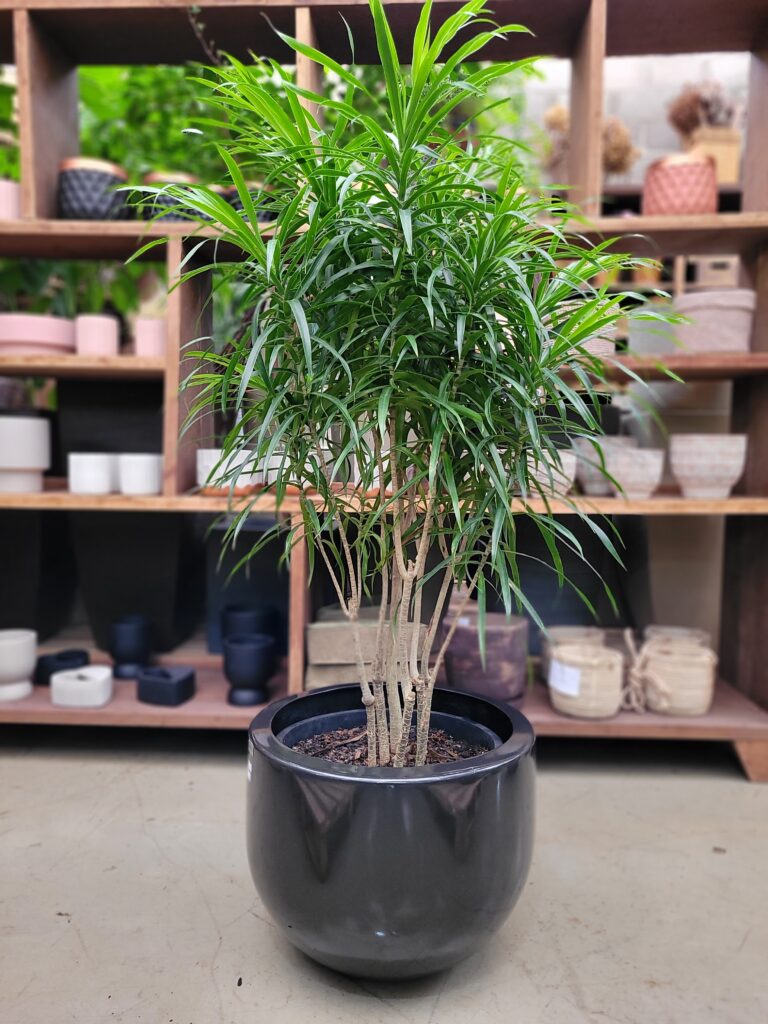 Dracena Reflexa 1,30m