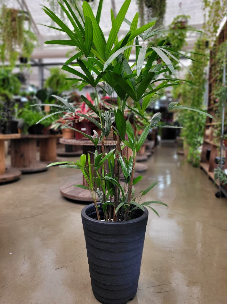 Palmeira Rhapis de 1m a 1.30m