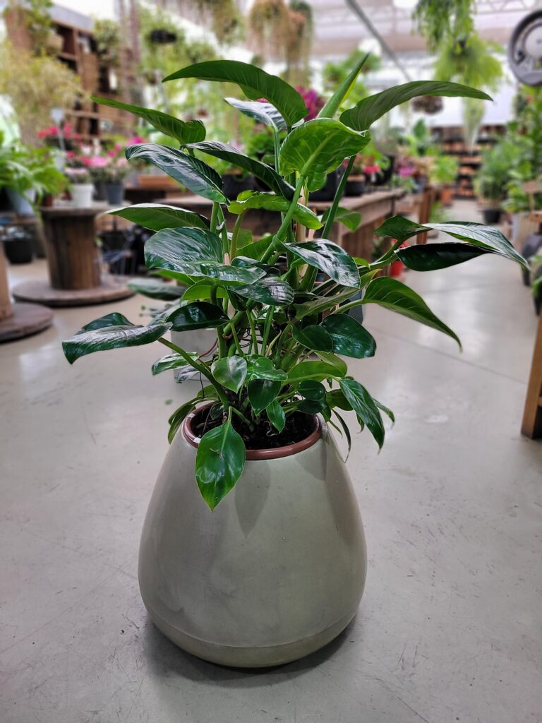 Filodendro Verde 1m