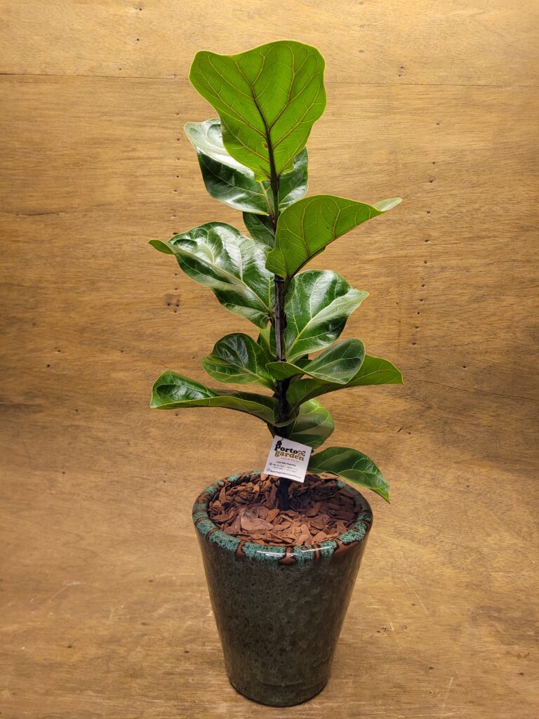 Ficus Lyrata Bambino