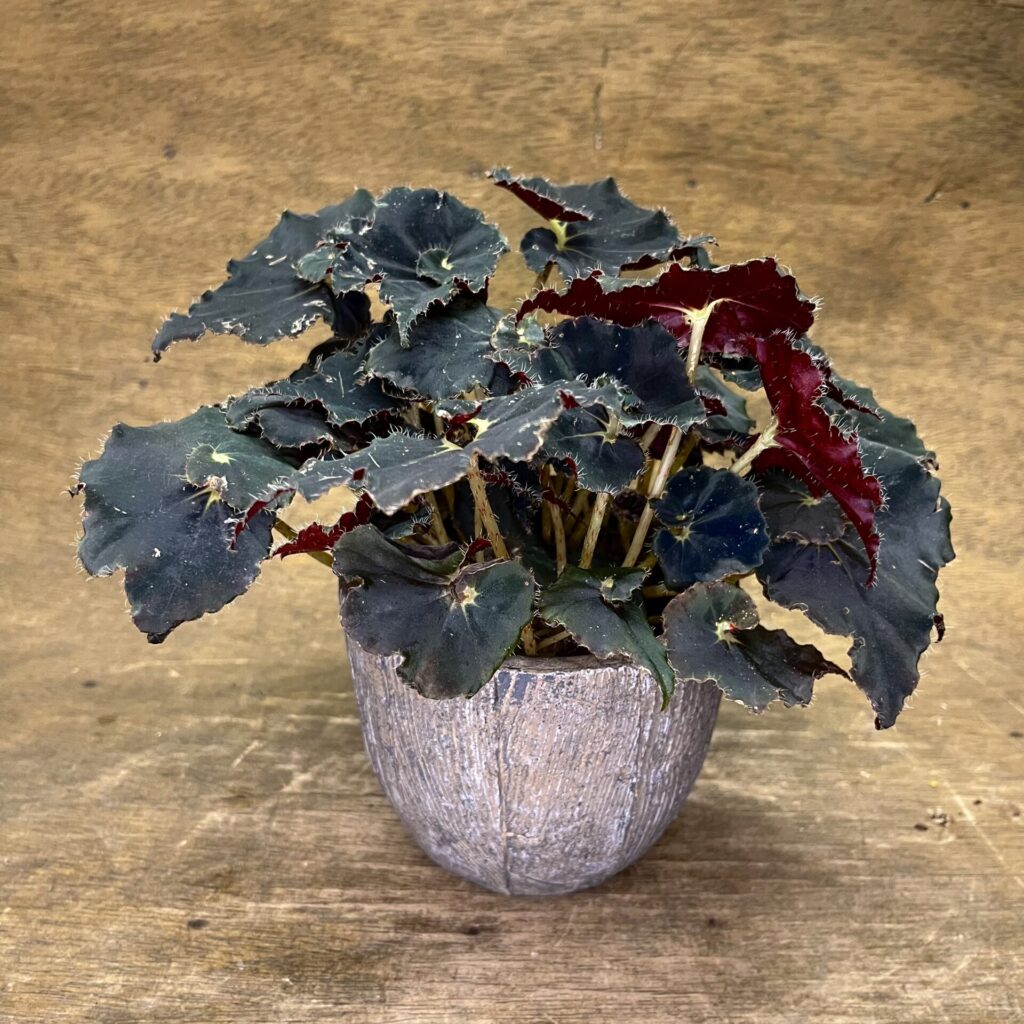 Begonia Dark Mambo – p11