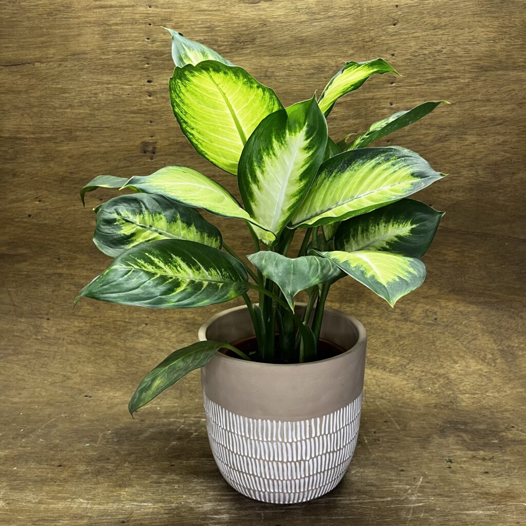 Aglaonema p17
