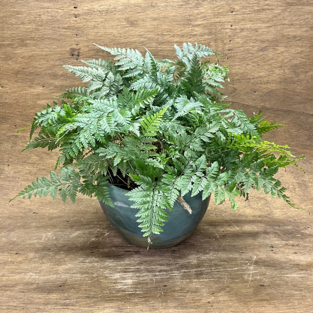 Renda Francesa c21
