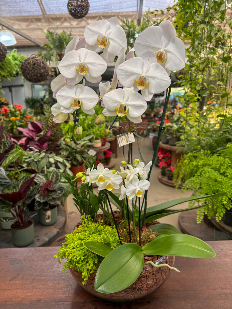 Arranjo de Phalaenopsis 2 hastes e Mini Orquídea - Cod. 56478 R$ 659,90