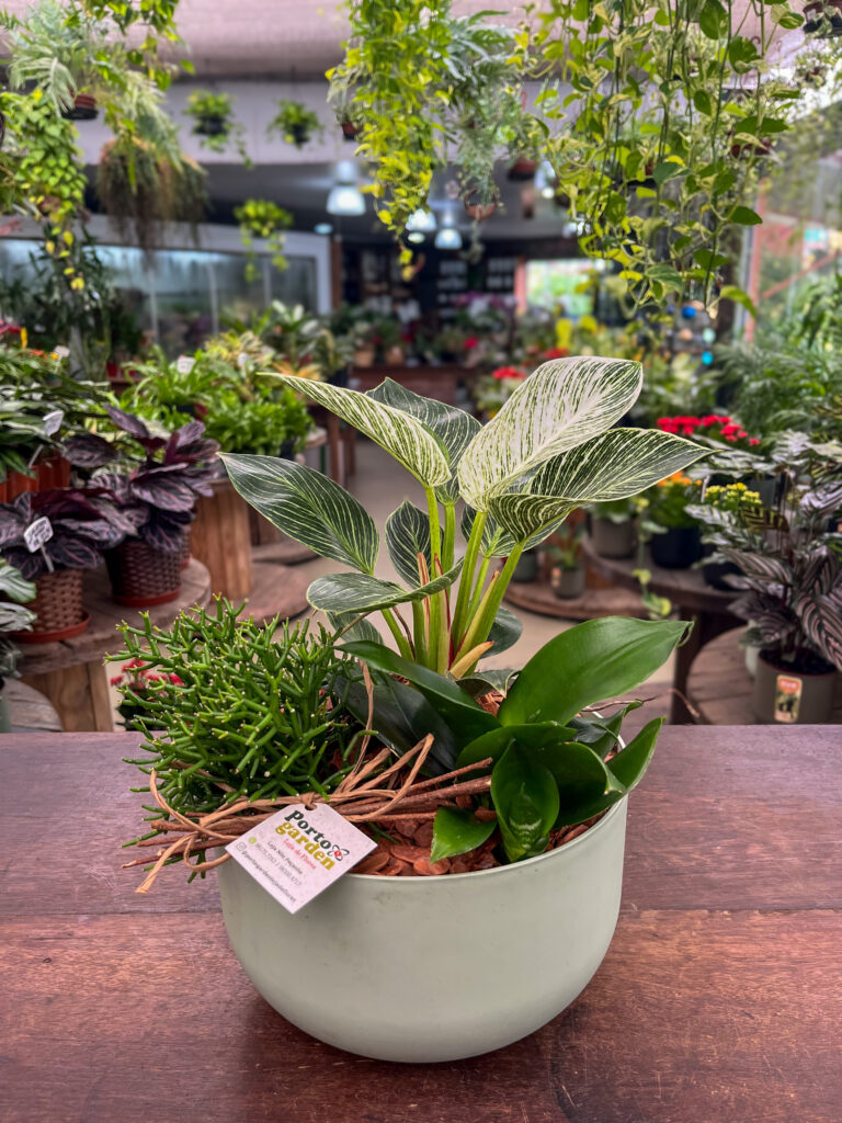 Arranjo de Plantas - Cod. 55870 R$ 179,90