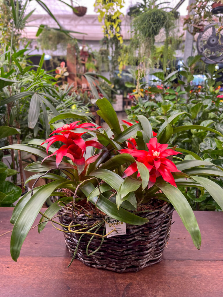 Cesto de Bromelias - Cod. 58586 R$ 285,90