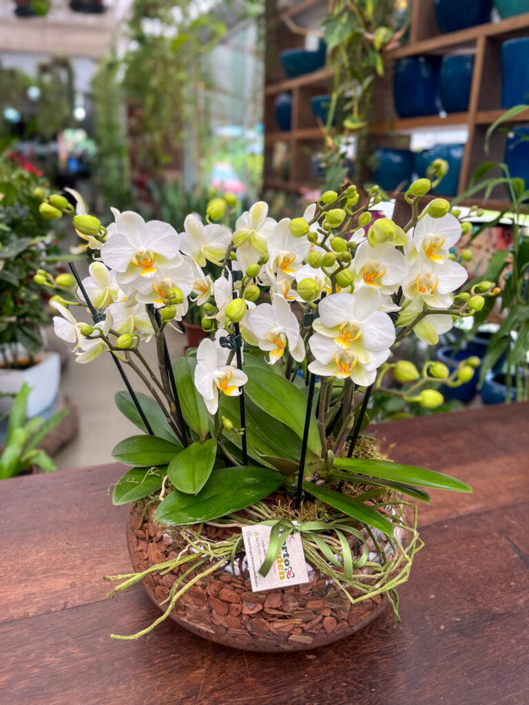 Arranjo de Mini Orquídeas na base de vidro - Cod. 61715 R$ 563,80