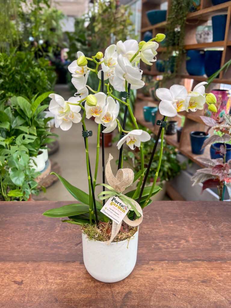 Mini Orquídea decorada na baseMini Orquídea decorada na base de polietileno - Cod. 64848 R$ 181,90 de polietileno - Cod. 64848 R$ 159,90