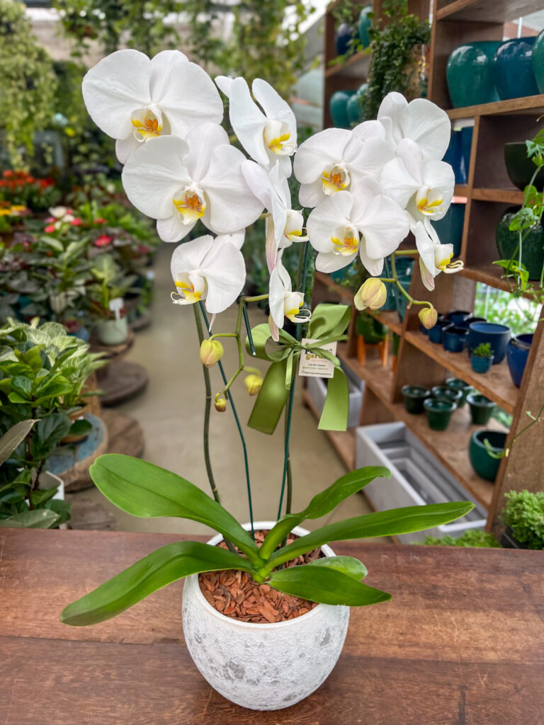 Orquídea Phalaenopsis 2 Hastes na base de Cerâmica Lunar - Cod. 66967 R$ 549,90
