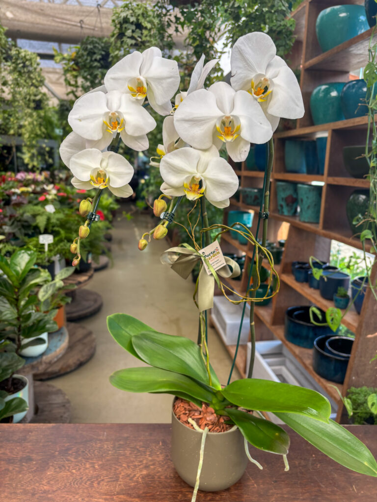 Orquídea Phalaenopsis 2 Hastes na base de Polietileno - Cod. 67435 R$ 339,90