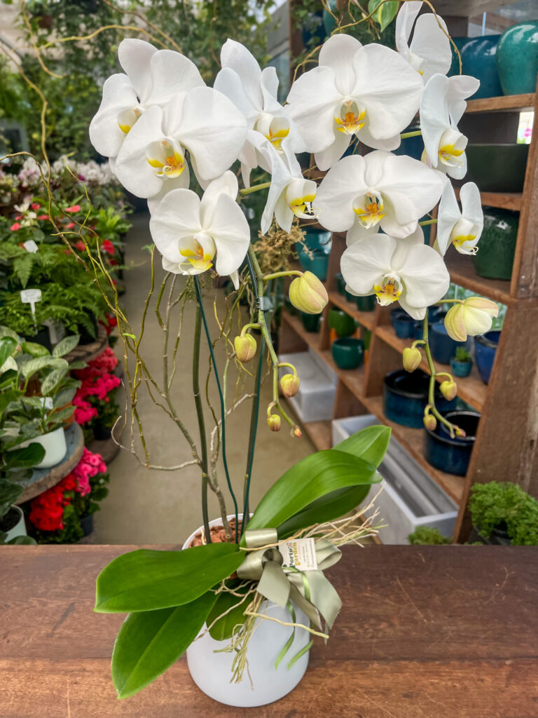 Orquídea Phalaenopsis 2 Hastes na base de Vidro - Cod. 67481 R$ 459,90