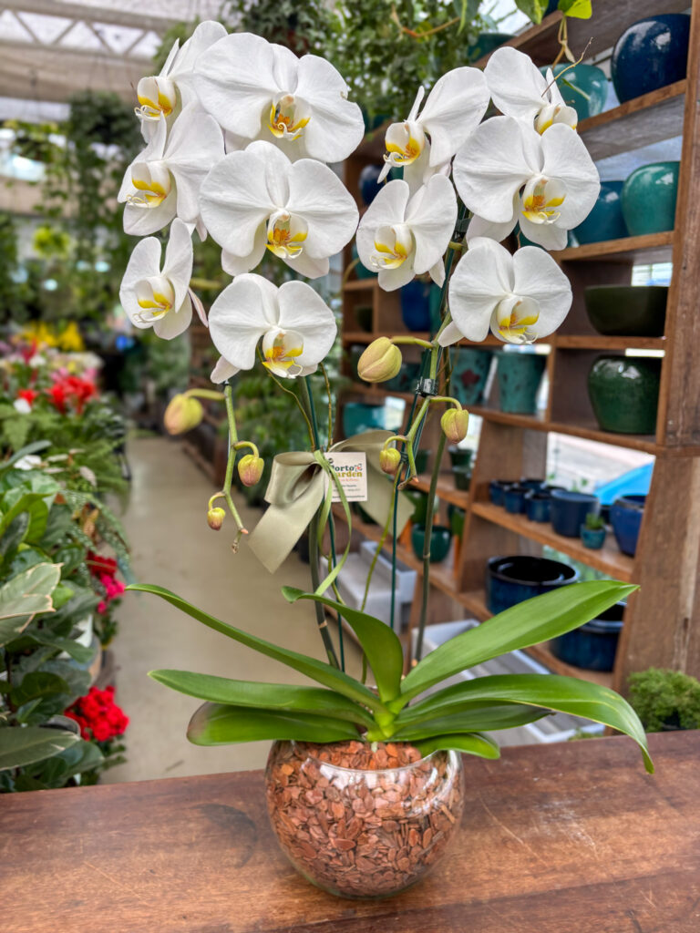 Arranjo de Phalaenopsis 2 Hastes na base de vidro - Cod. 67496 R$ 389,90