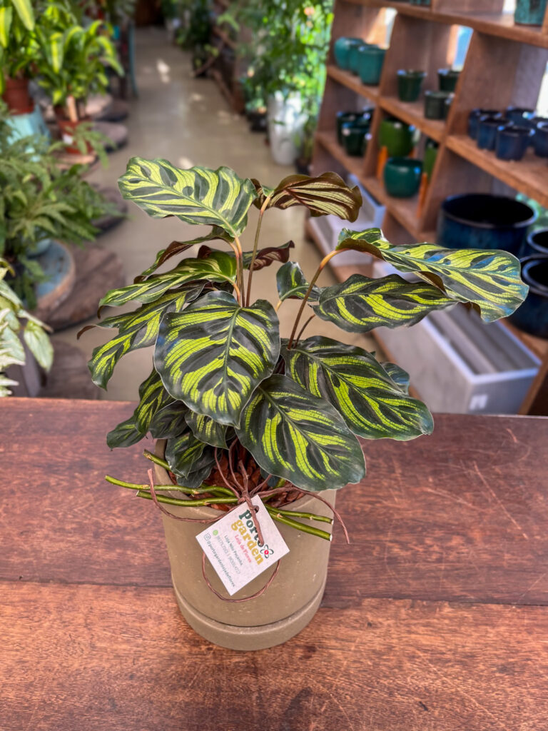 Calathea Makoyama decorada na base de Cerâmica - Cod. 68272 R$ 179,90