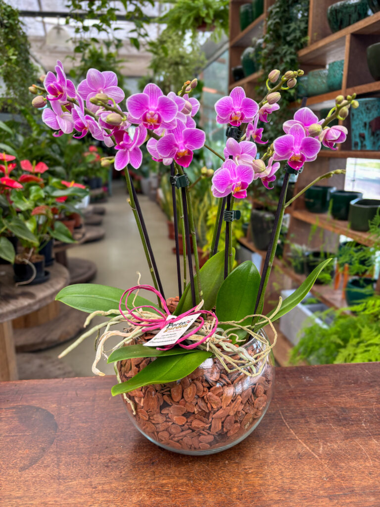 Mini Orquídea na Base de Vidro - Cod. 71264 R$ 257,90