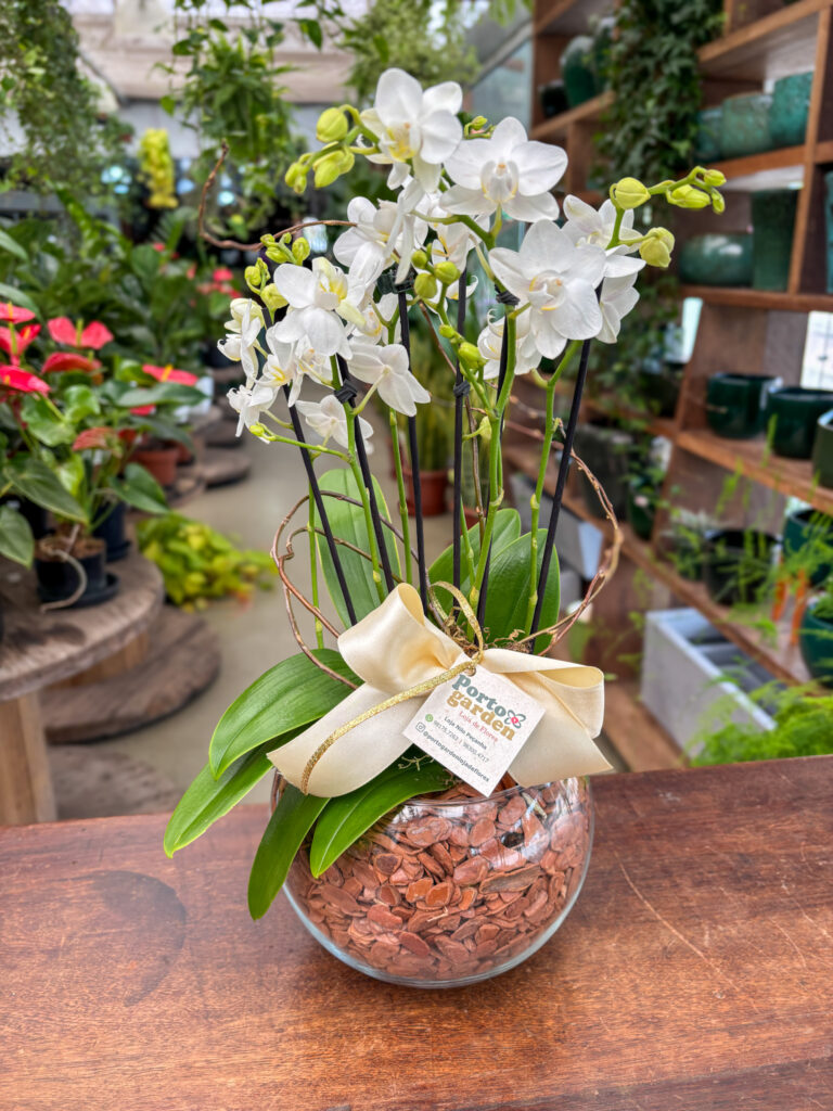 Mini Orquídea na Base de Vidro - Cod. 71264 R$ 257,90
