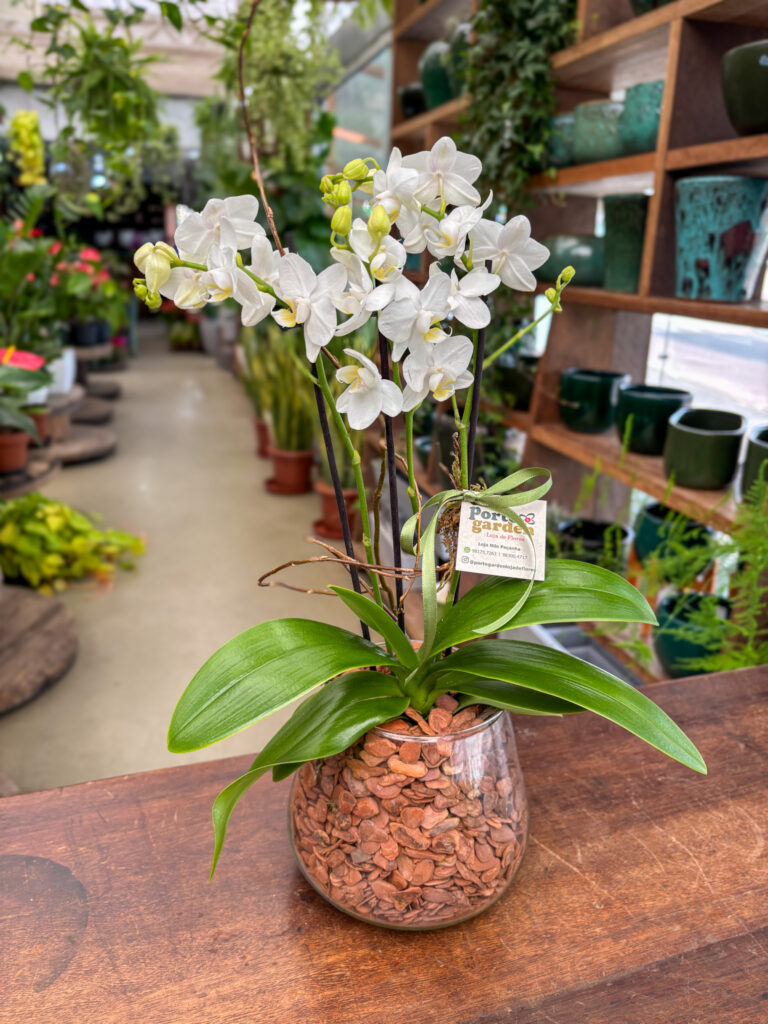 Mini Orquídea na Base de Vidro - Cod. 71258 R$ 169,90