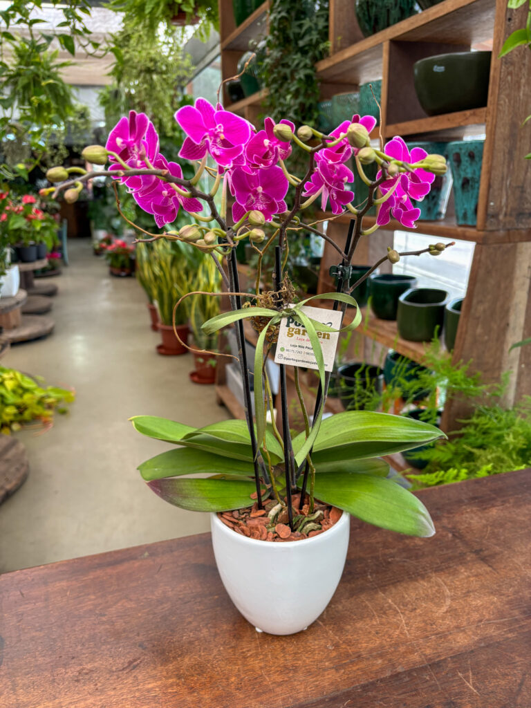 Mini Orquídea na Base de Vidro - Cod. 70658 R$ 234,90