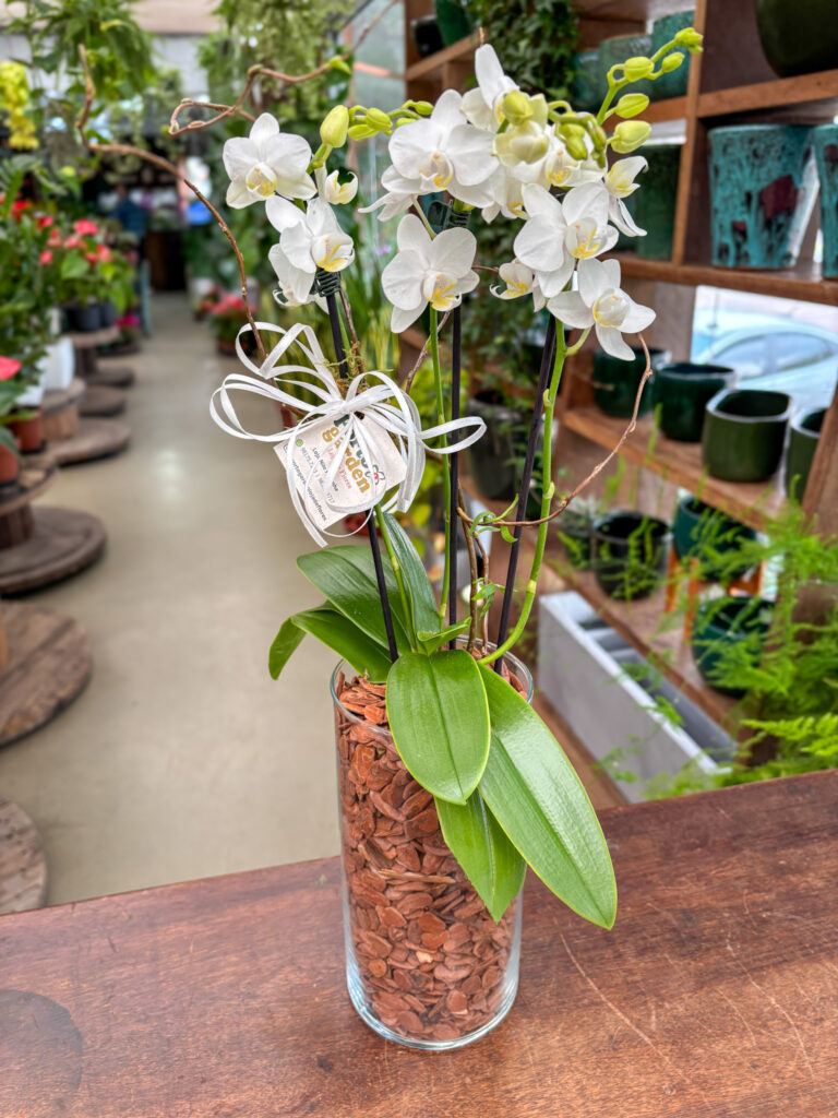 Mini Orquídea na Base de Vidro - Cod. 71162 R$ 172,90