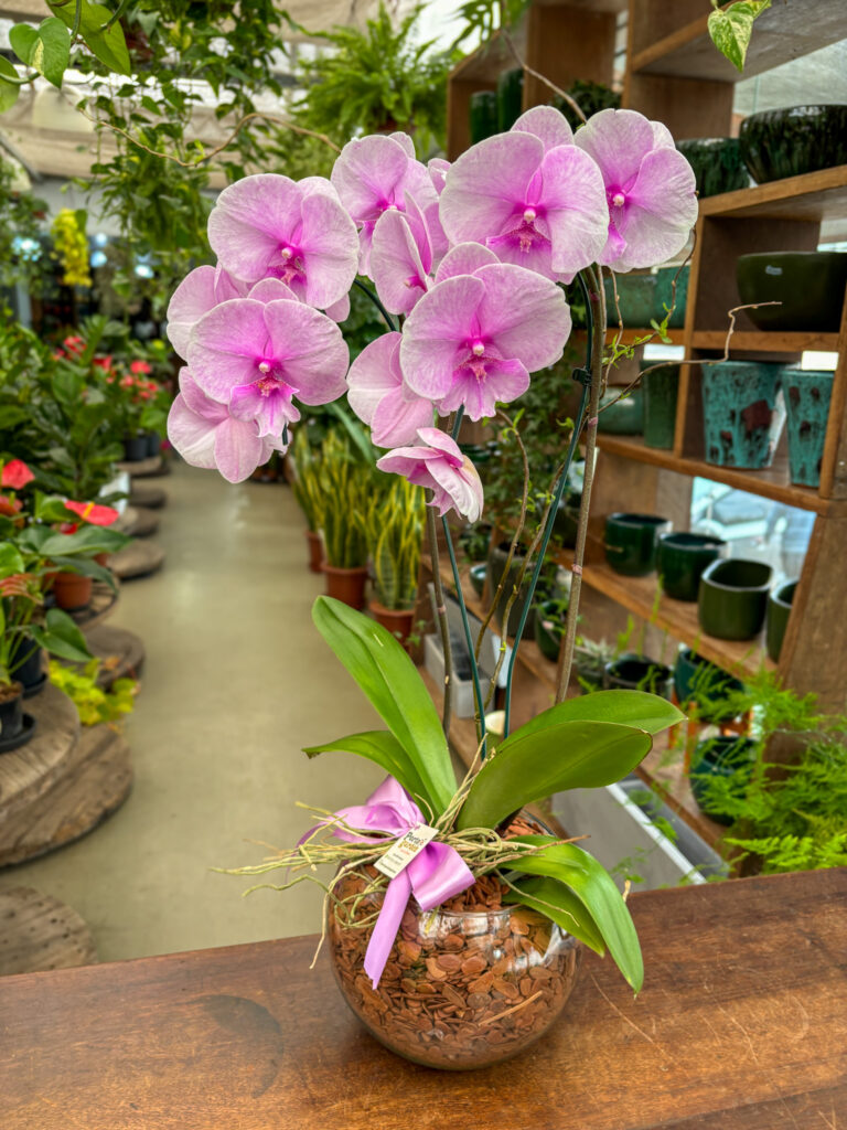 Orquídea Phalaenopsis 2 Hastes na base de Vidro - Cod. 71260 R$ 349,90