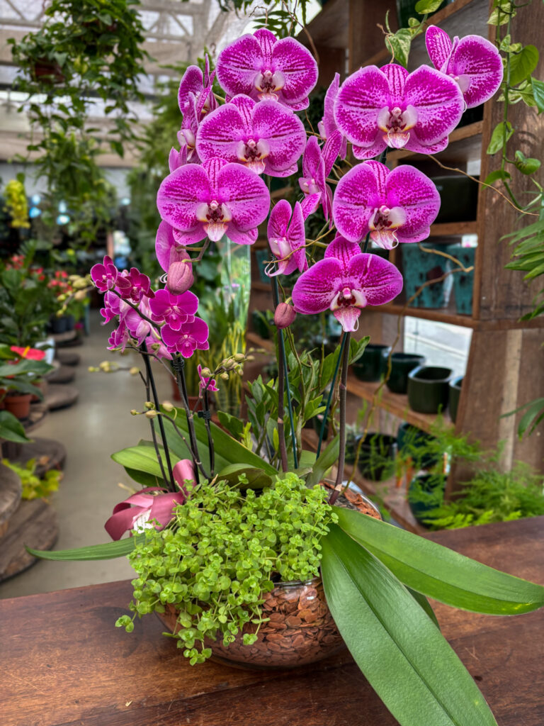 Arranjo de Phalaenopsis 2 hastes e Mini Orquídea - Cod. 70742 R$ 609,90