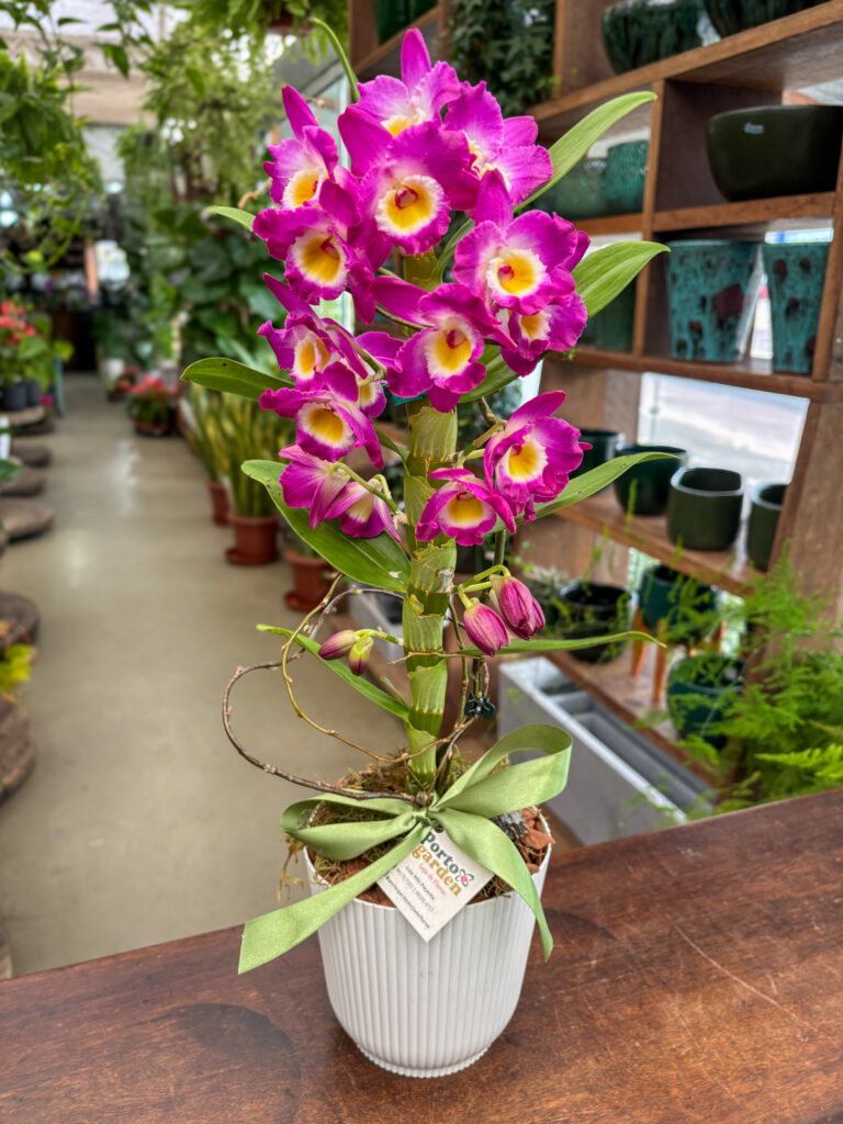 Dendrobium decorado na base de polietileno - Cod. 71125 R$ 122,90