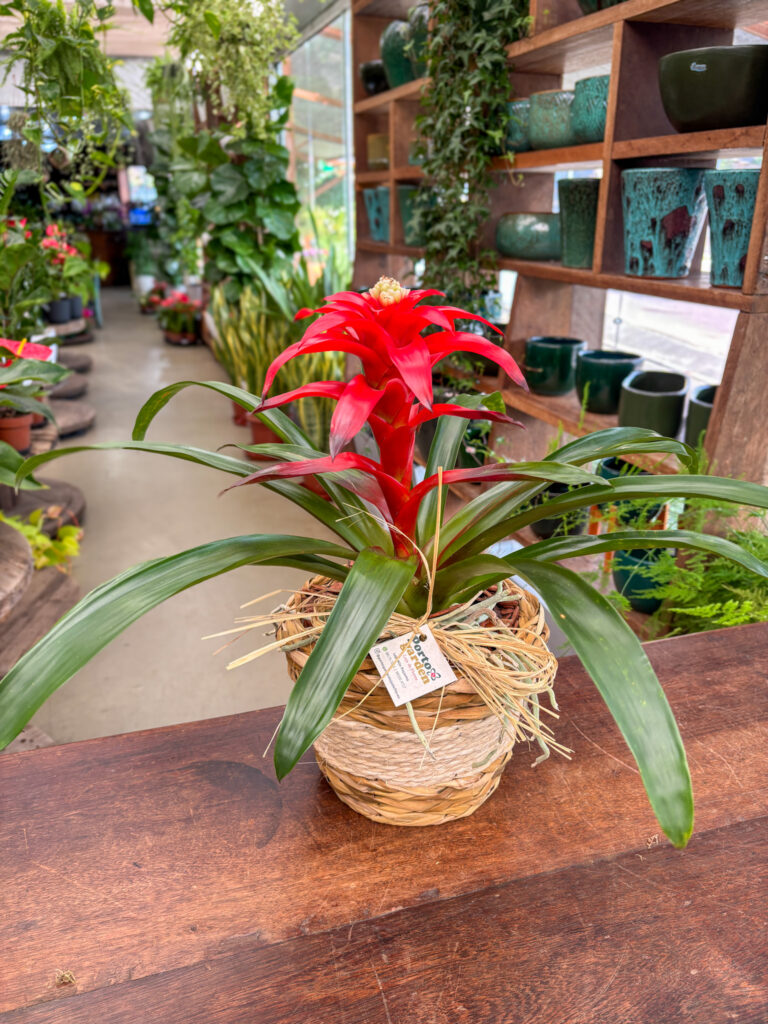Bromélia decorada no cesto - Cod. 70716 R$ 149,90