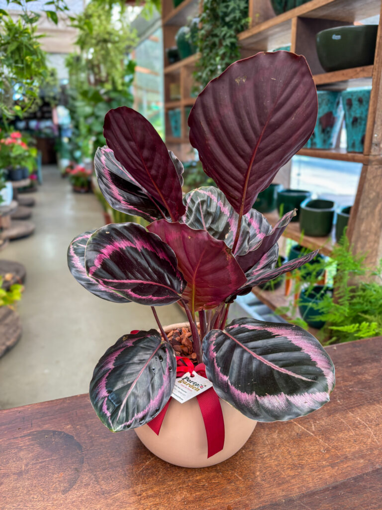 Calatheia Rosea na base de cerâmica - Cod. 70878 R$ 183,90