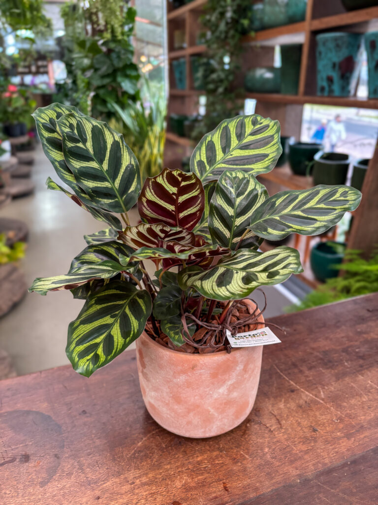 Calatheia Makoyana na base de cerâmica - Cod. 71283 R$ 149,90