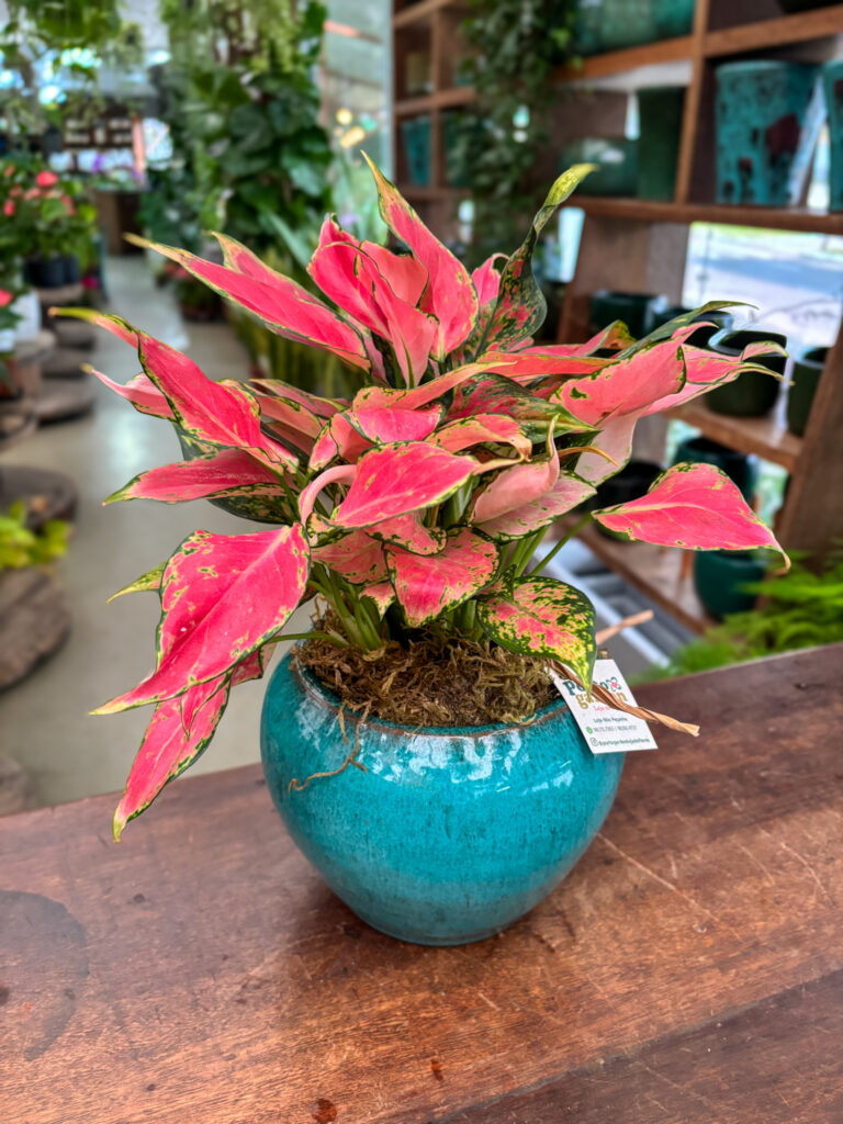 Aglaonema decorada na base de cerâmica - Cod, 70990 R$ 209,90