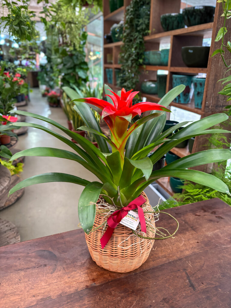 Bromélia decorada no cesto vime - Cod. 71059 R$ 277,90