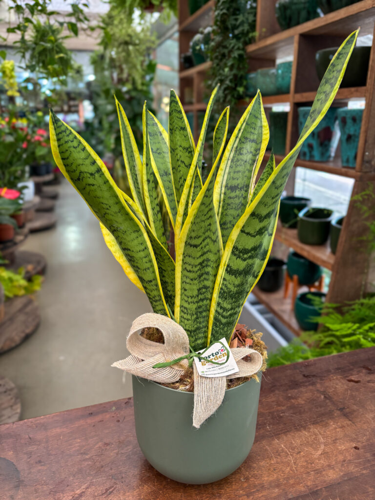 Sanseveria Laurentti na base de polietileno - Cod. 70329 R$ 159,90