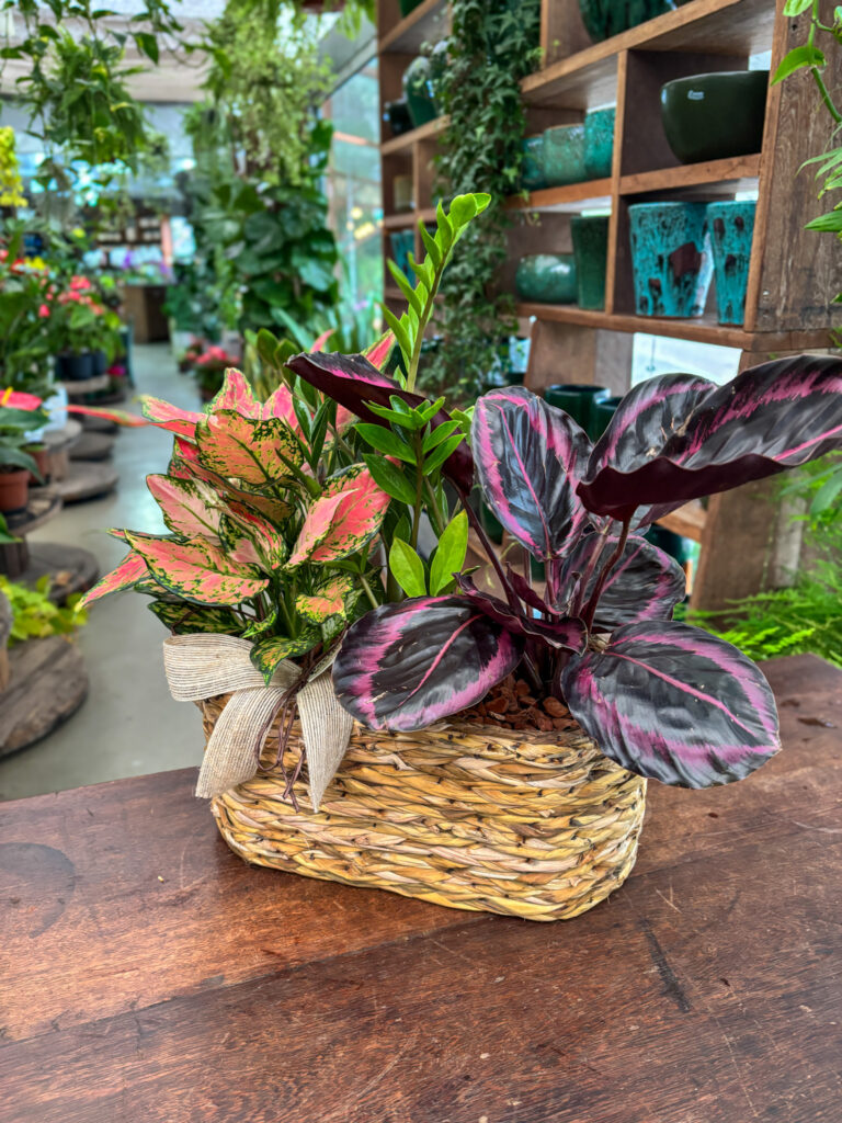 Arranjo de Calatheia, Aglaonema e Zamioculca - Cod. 70327 R$ 294,90