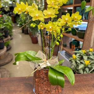Mini Orquídea decorada na Base de vidro Importada - Cod. 72563 R$ 389,90