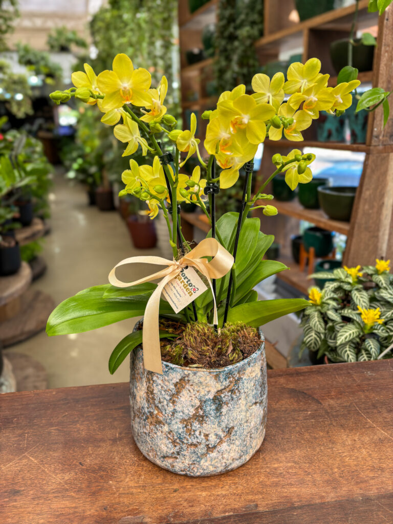Mini Orquídea decorada na Base de Cerâmica Importada - Cod. 72470 R$ 397,90