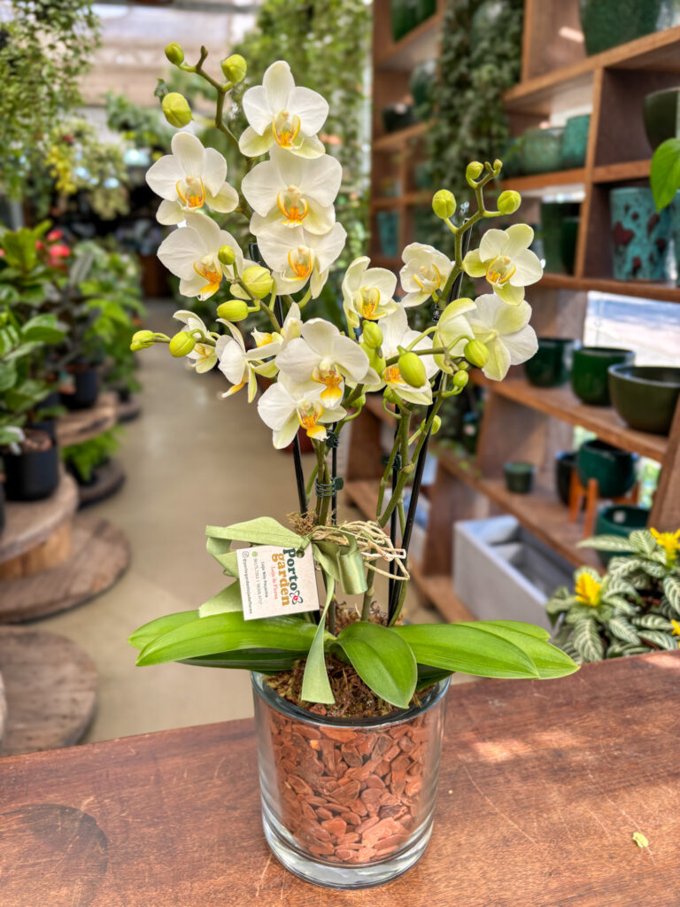 Mini Orquídea decorada na Vidro - Cod. 72462 R$ 274,90