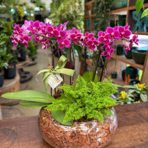 Arranjo de Mini Orquídeas decorada na Base de Vidro - Cod. 72231 R$ 337,90