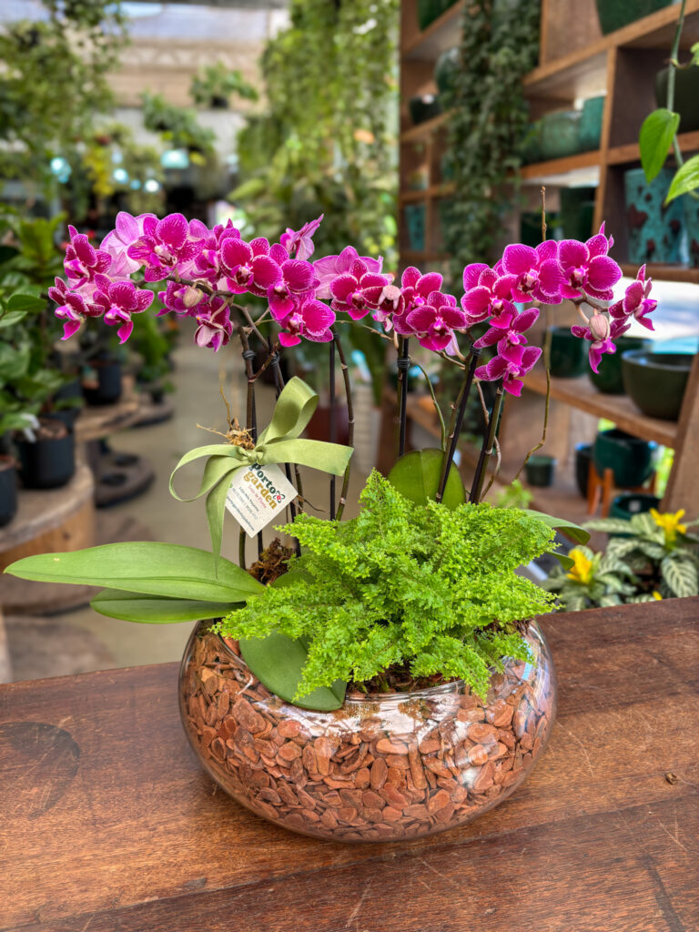 Arranjo de Mini Orquídeas decorada na Base de Vidro - Cod. 72231 R$ 337,90